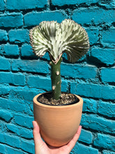 Load image into Gallery viewer, Coral Cactus