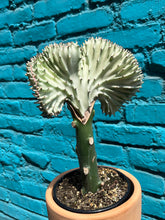 Load image into Gallery viewer, Coral Cactus