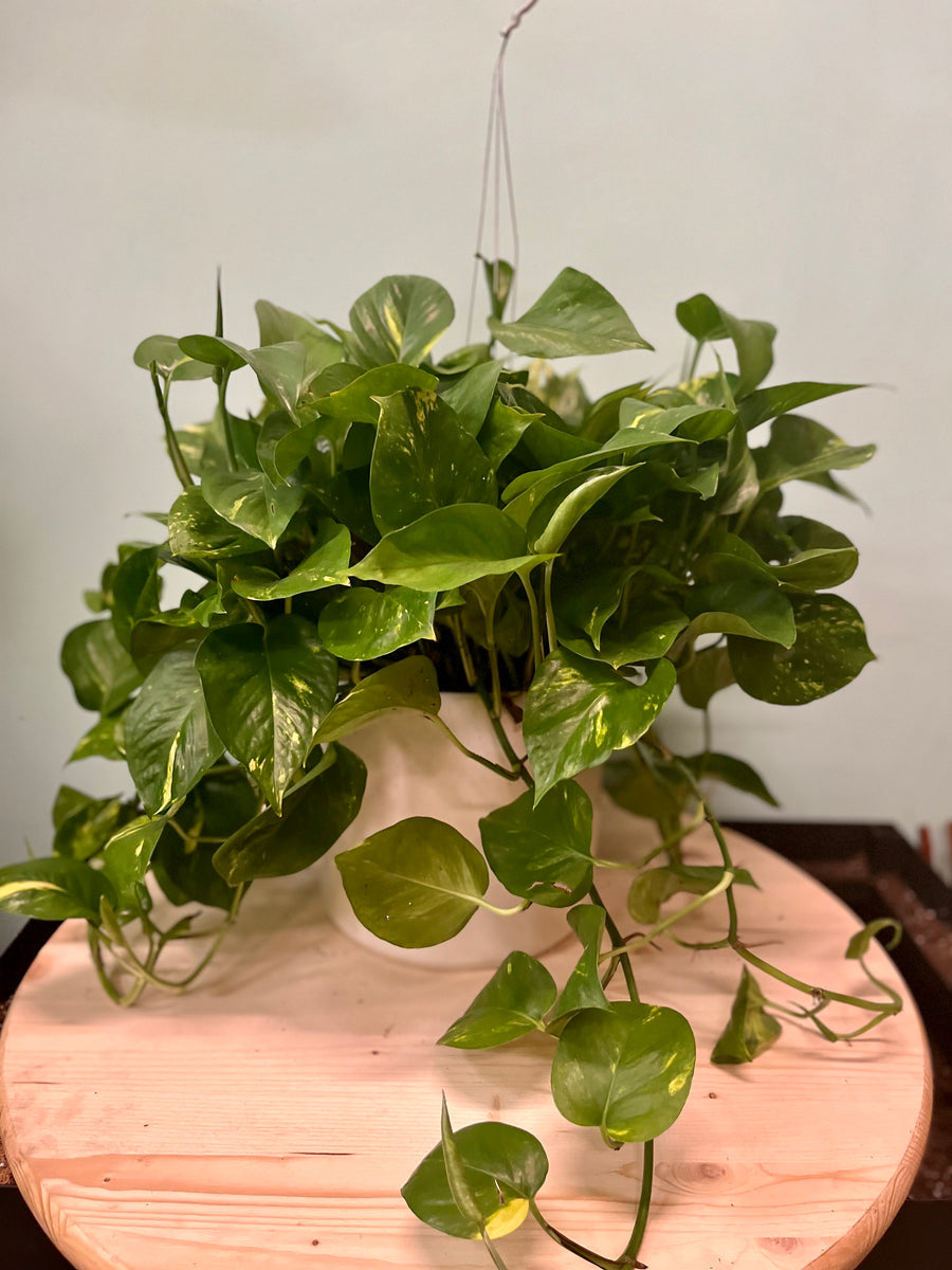Golden Pothos – Latinx With Plants