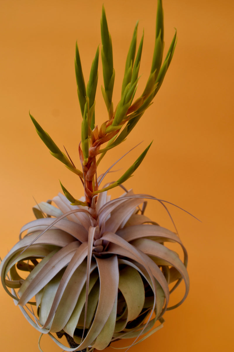 Tillandsia Towering Inferno 速達発送 Queen Tillandsia – Latinx With Plants