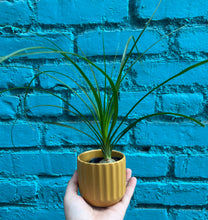 Load image into Gallery viewer, Ponytail Palm