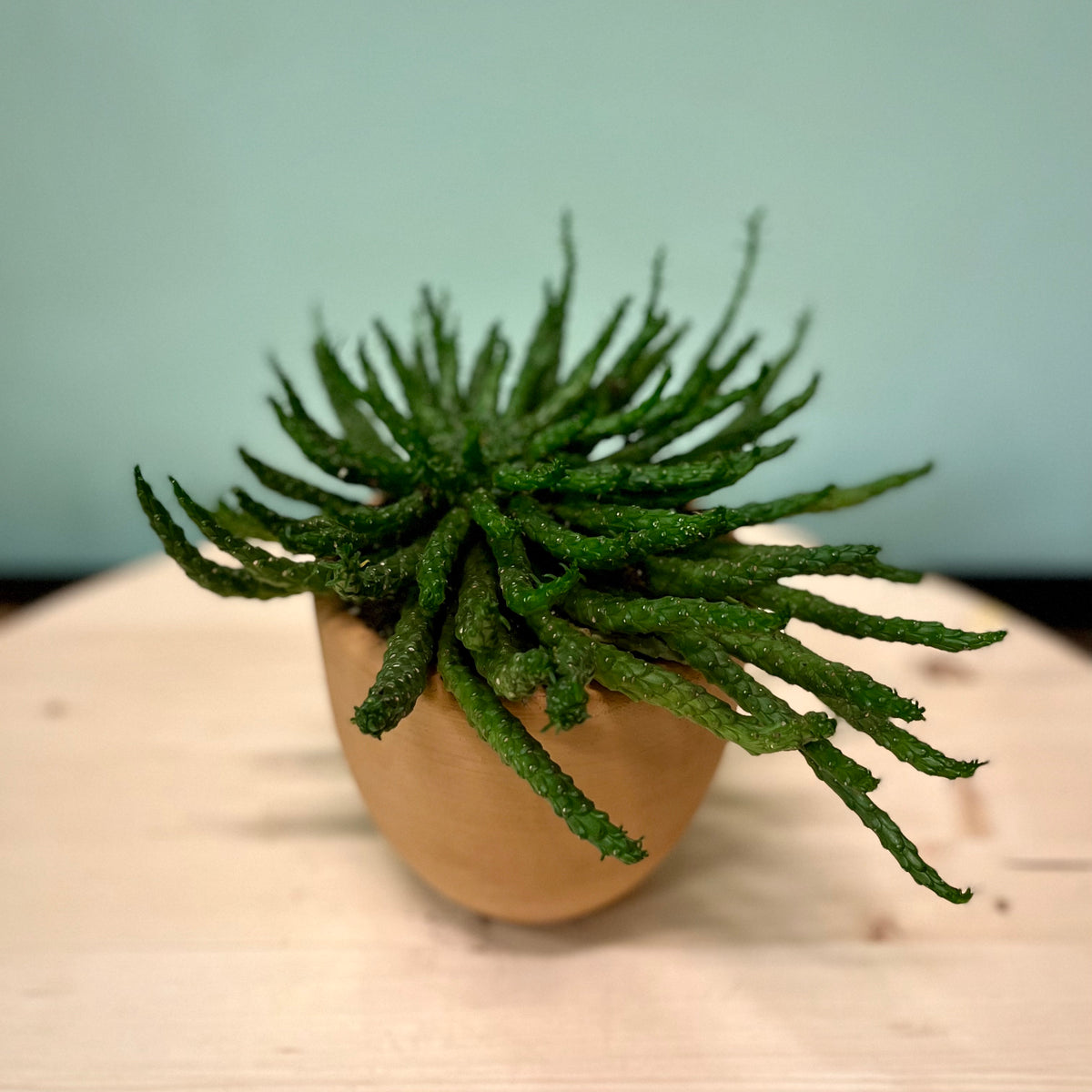 Medusa's Head Euphorbia – Latinx With Plants