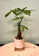 Load image into Gallery viewer, Money Tree
