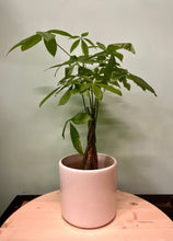 Load image into Gallery viewer, Money Tree