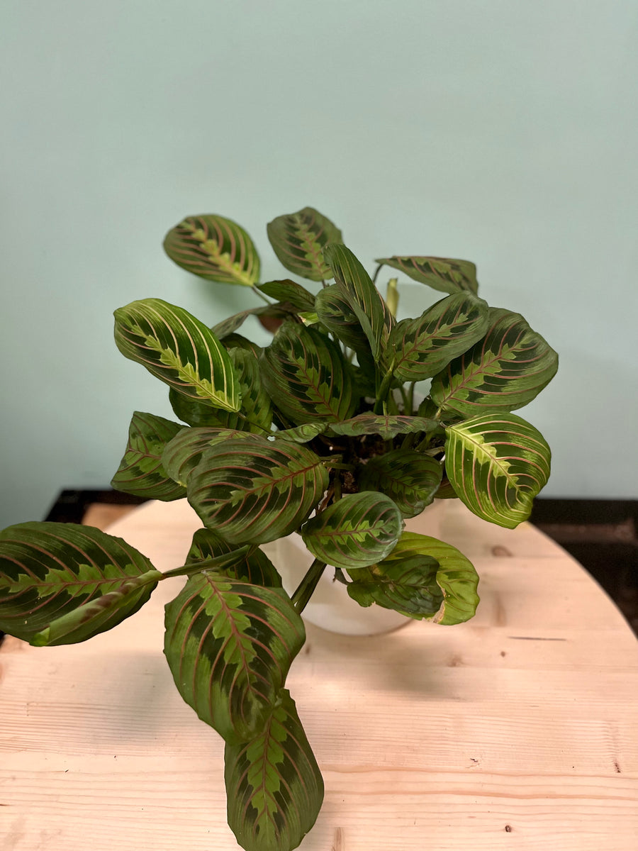 Prayer Plant  Latinx With Plants