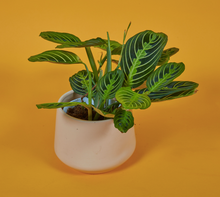 Load image into Gallery viewer, Lemon Lime Prayer Plant