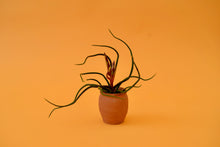 Load image into Gallery viewer, Bulbous Air Plant