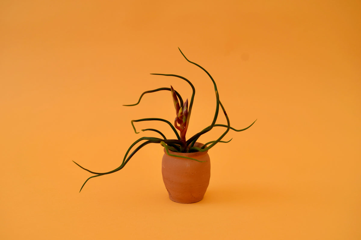 bulbous air plants Bulbous Air Plant – Latinx With Plants