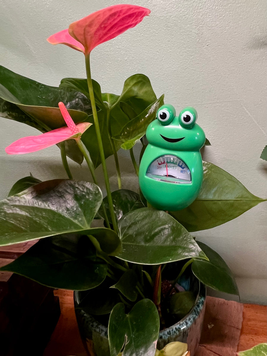 pot plant moisture meter Moisture Meter – Latinx With Plants