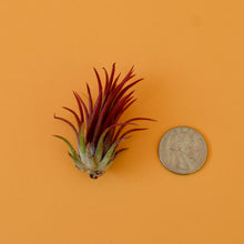 Load image into Gallery viewer, Fuego Ionantha Air Plant