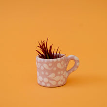 Load image into Gallery viewer, Fuego Ionantha Air Plant