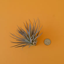Load image into Gallery viewer, Gardneri Air Plant