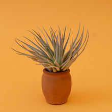 Load image into Gallery viewer, Gardneri Air Plant