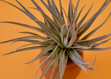 Load image into Gallery viewer, Gardneri Air Plant