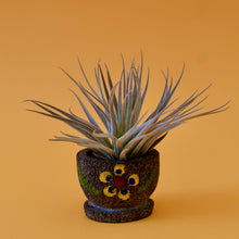 Load image into Gallery viewer, Gardneri Air Plant