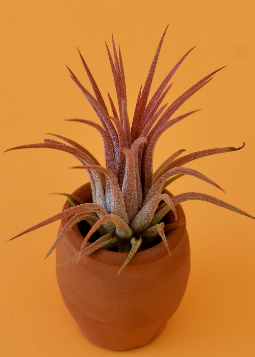 Predator Ionantha Air Plant – Latinx With Plants