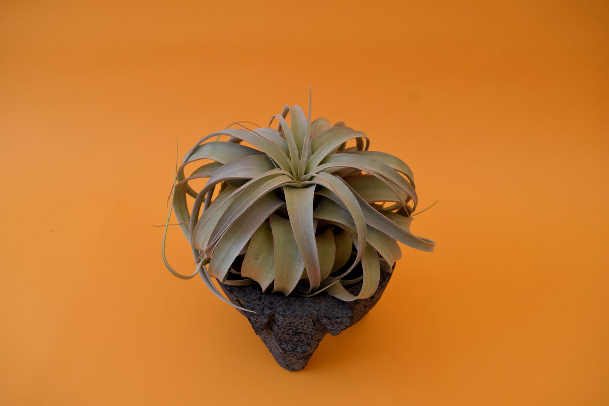 Queen Tillandsia – Latinx With Plants