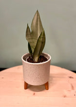 Load image into Gallery viewer, Moonshine Snake Plant