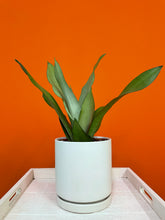 Load image into Gallery viewer, Moonshine Snake Plant