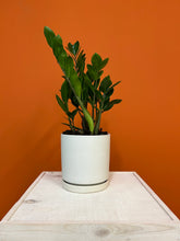 Load image into Gallery viewer, ZZ Plant
