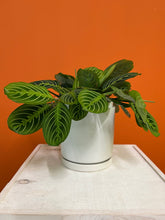 Load image into Gallery viewer, Lemon Lime Prayer Plant