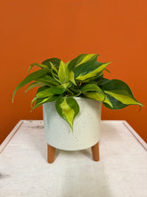 Load image into Gallery viewer, Philodendron Brasil