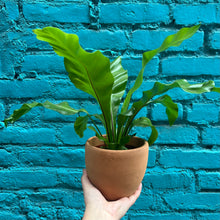 Load image into Gallery viewer, Bird&#39;s Nest Fern
