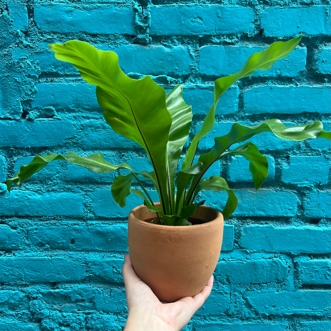 Bird's Nest Fern