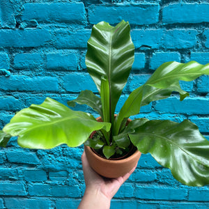 Bird's Nest Fern