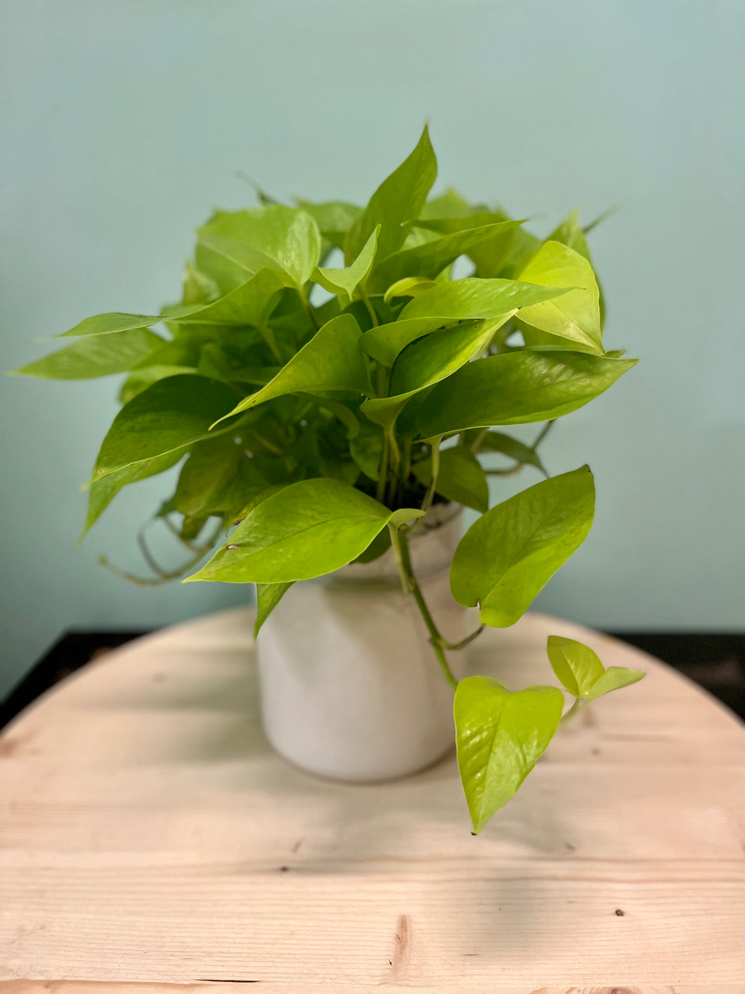 neon pothos toxic Neon Pothos