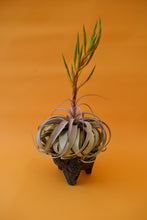 Load image into Gallery viewer, Queen Tillandsia
