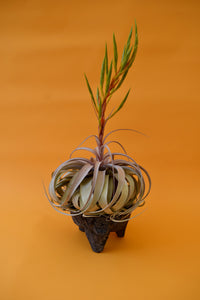 Queen Tillandsia