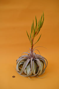 Queen Tillandsia