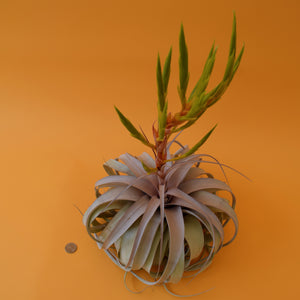 Queen Tillandsia