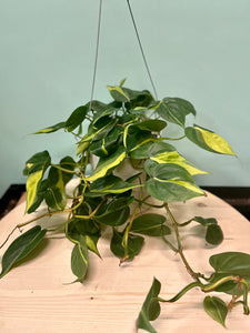 philodendron brasil mature form Philodendron Brasil – Latinx With Plants