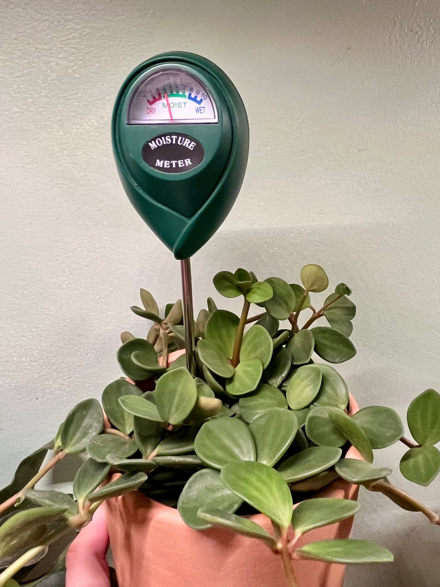 anthurium moisture meter Moisture Meter – Latinx With Plants