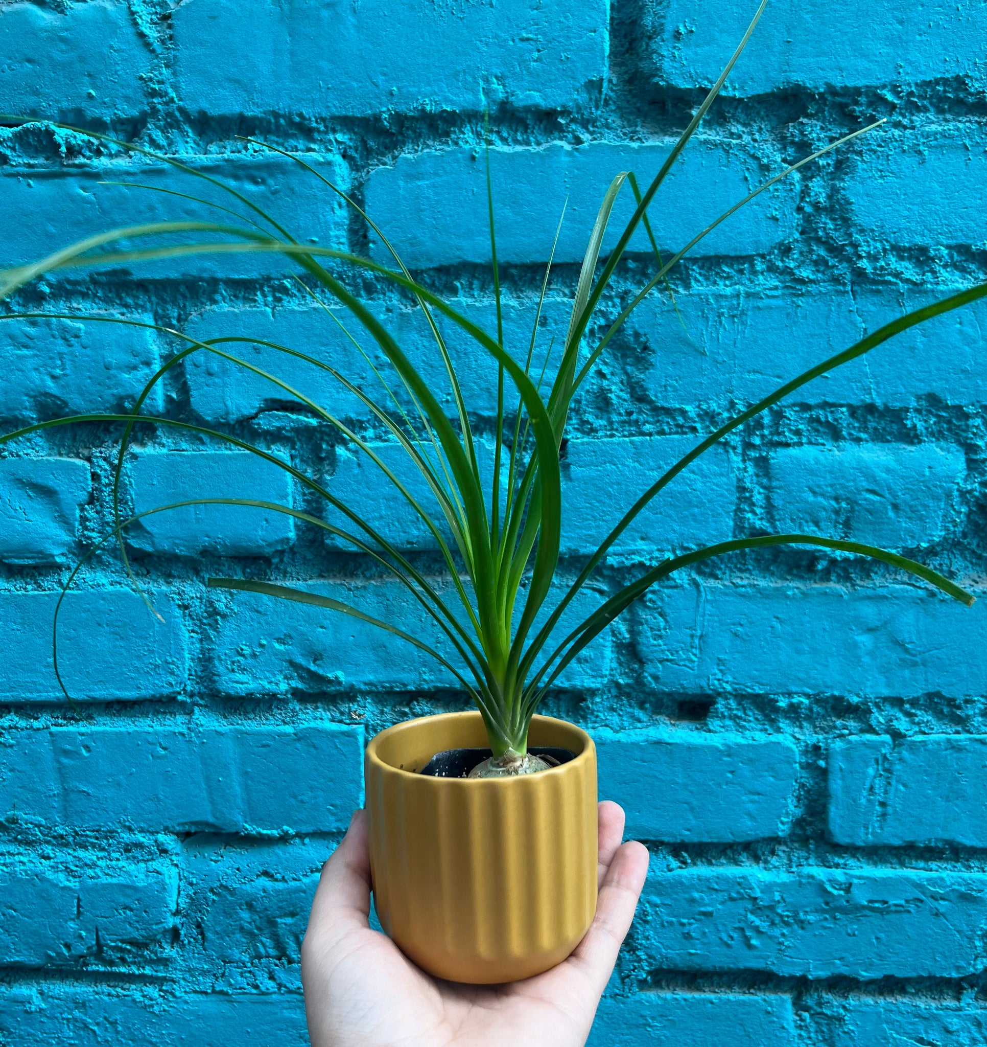 blue ponytail palm Ponytail Palm