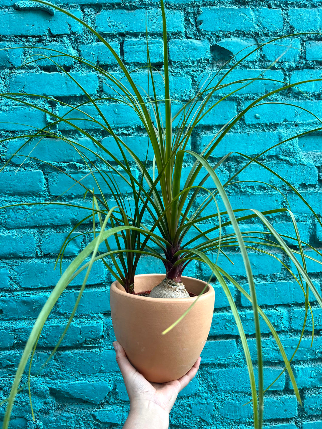ponytail palm buy Ponytail Palm – Latinx With Plants