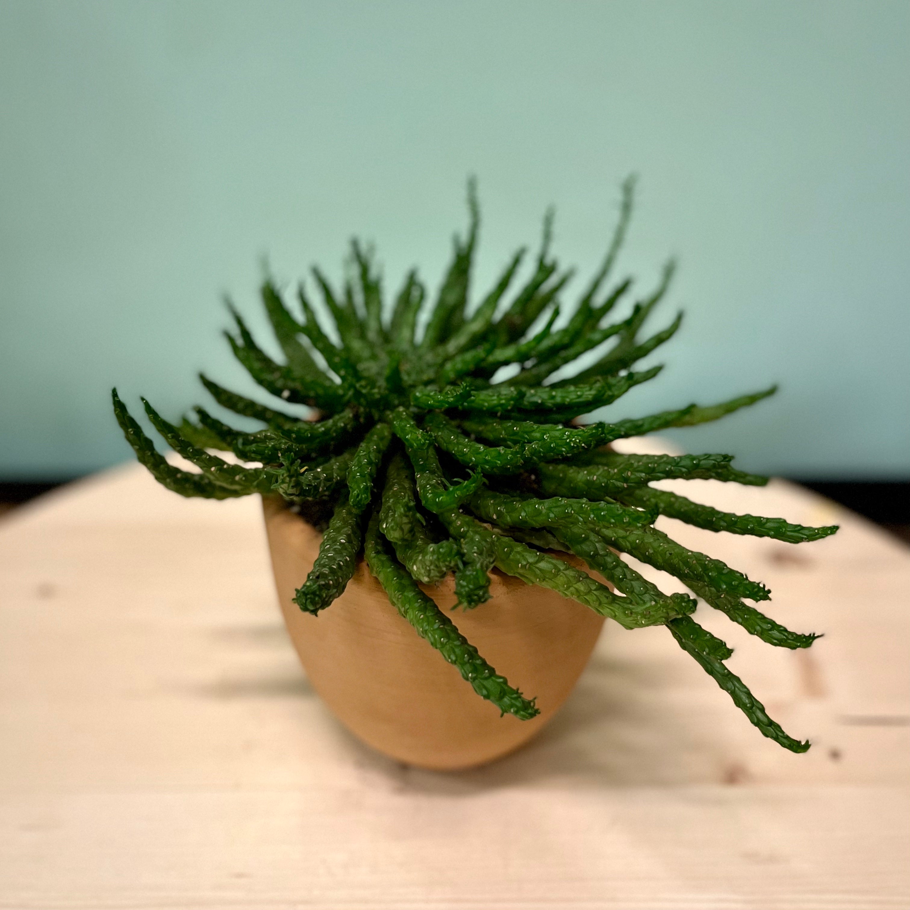 Medusa's Head Euphorbia