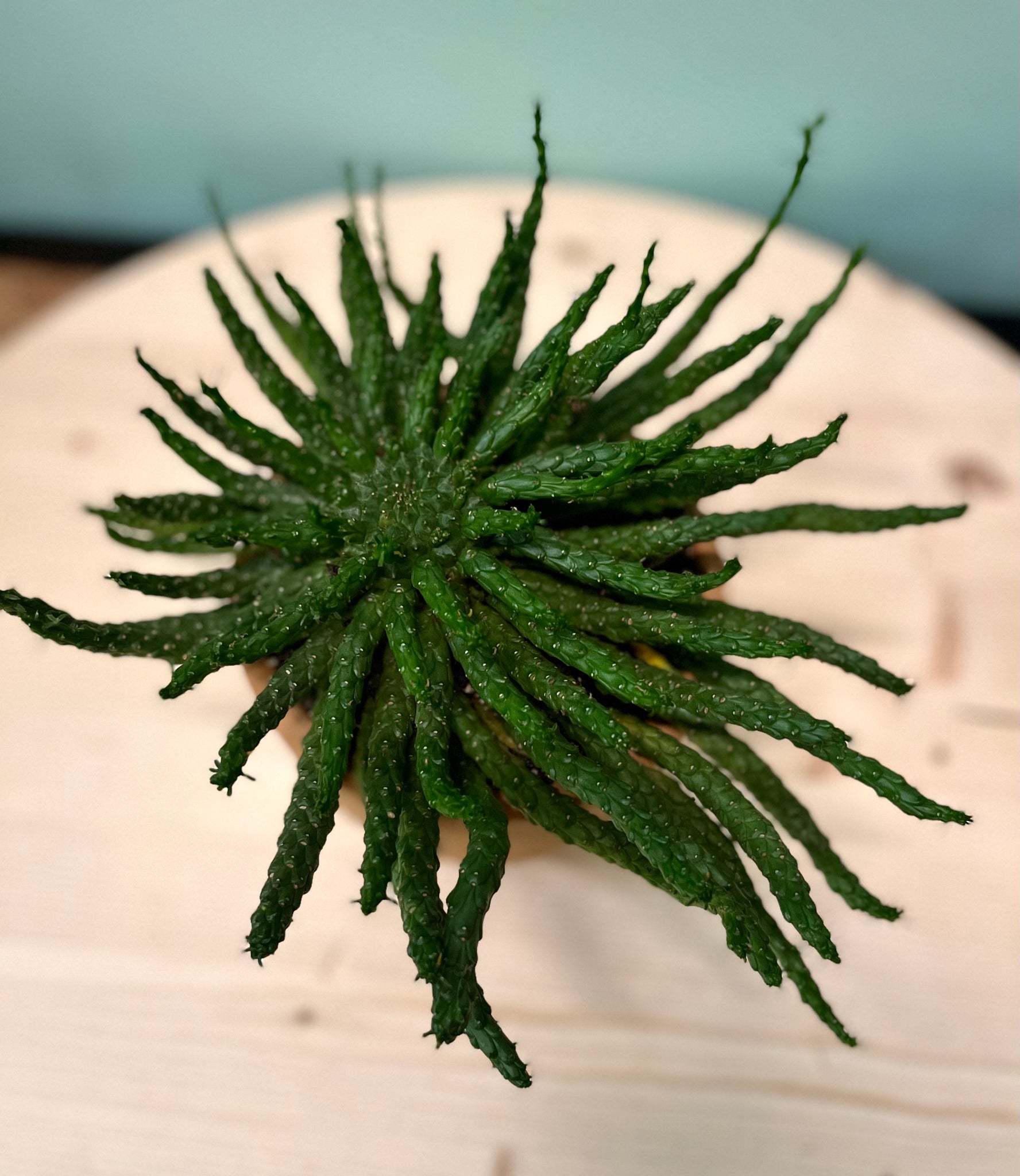 succulent medusa plant Medusa's Head Euphorbia – Latinx With Plants