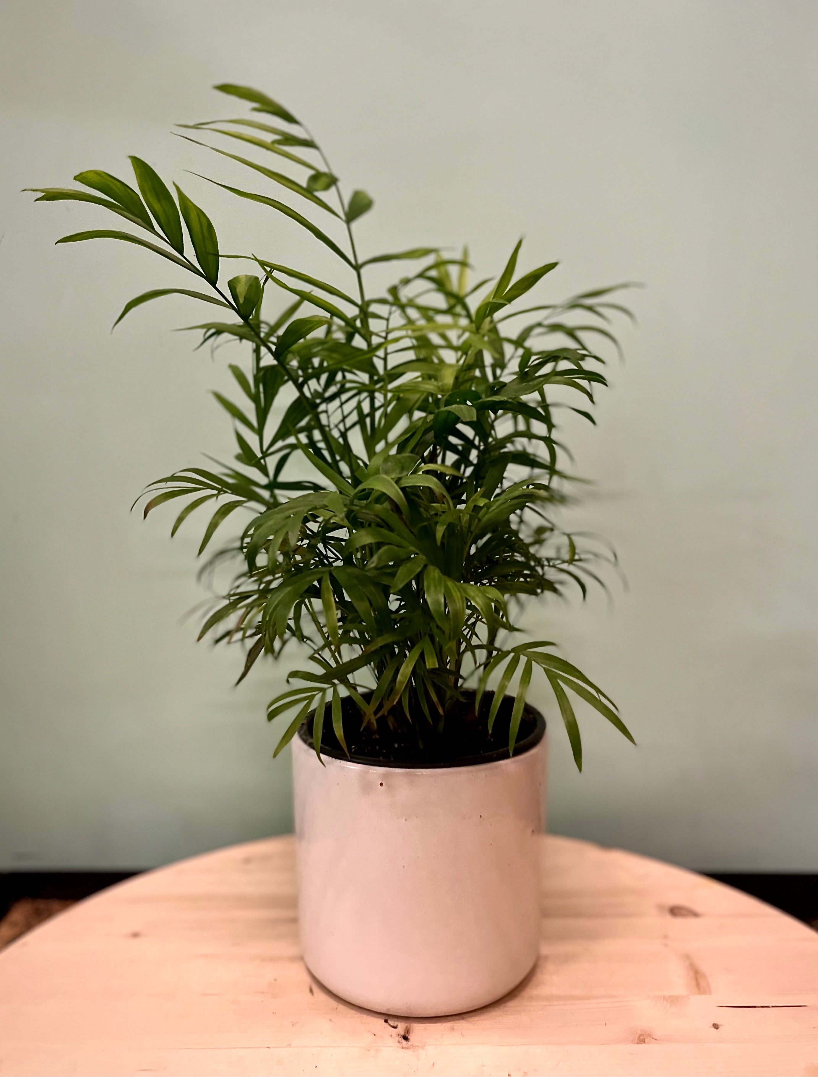 Parlor Palm – Latinx With Plants
