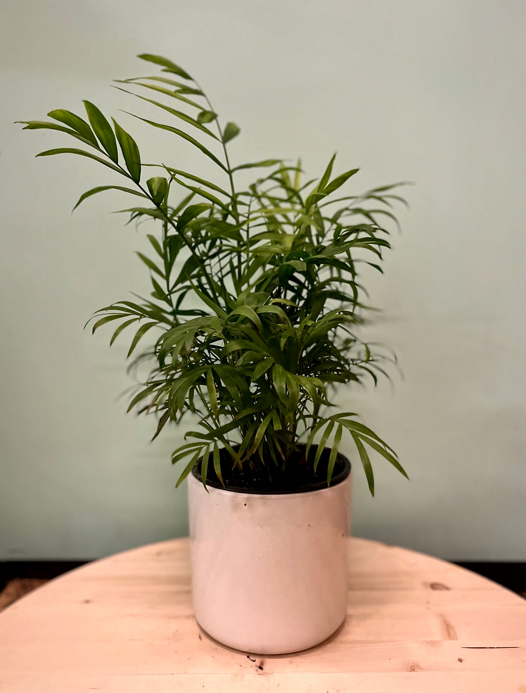 hirt's victorian parlor palm chamaedorea Parlor Palm – Latinx With Plants