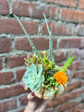 Load image into Gallery viewer, Autumnal Mini Pumpkin Arrangement Workshops @ Benny Boy Brewing Applefest 2025
