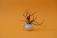 Load image into Gallery viewer, Bulbous Air Plant
