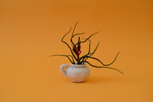 Bulbous Air Plant