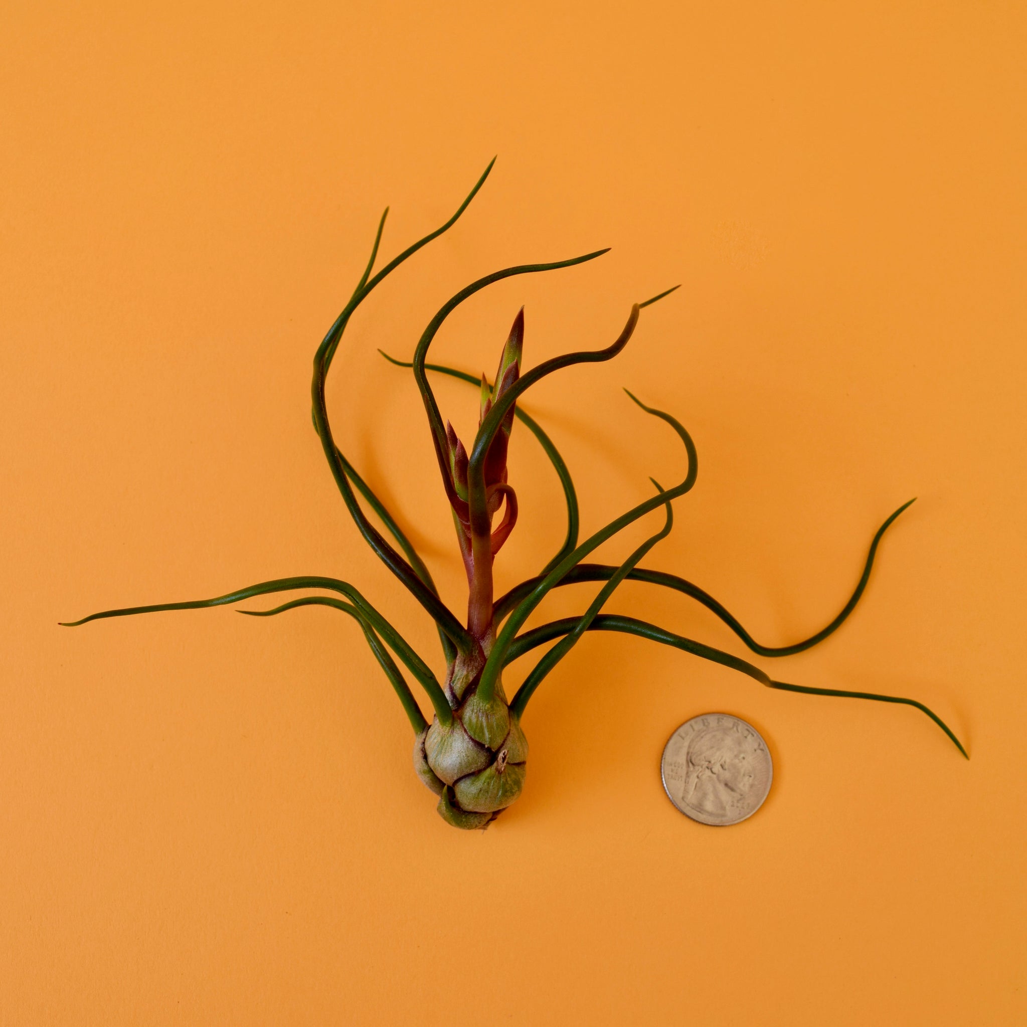 bulbosa air plant care Bulbous Air Plant – Latinx With Plants