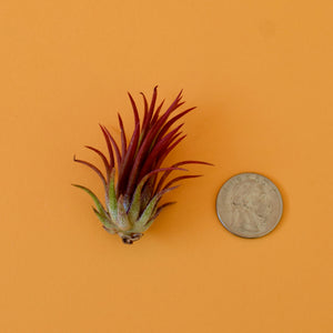 Fuego Ionantha Air Plant