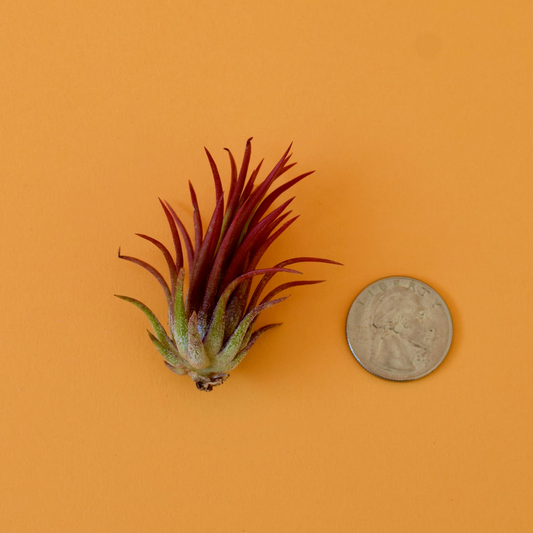 Fuego Ionantha Air Plant