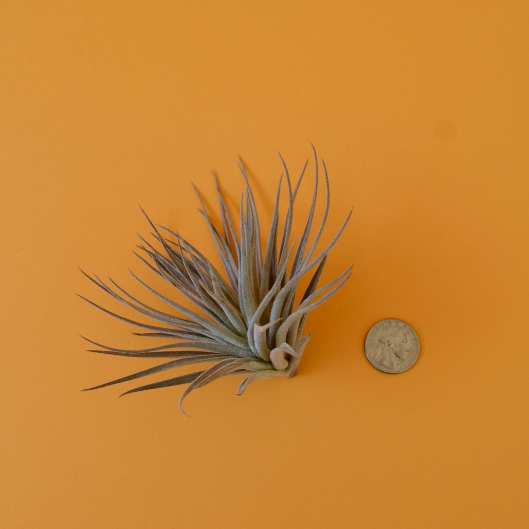 Gardneri Air Plant