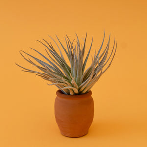 Gardneri Air Plant